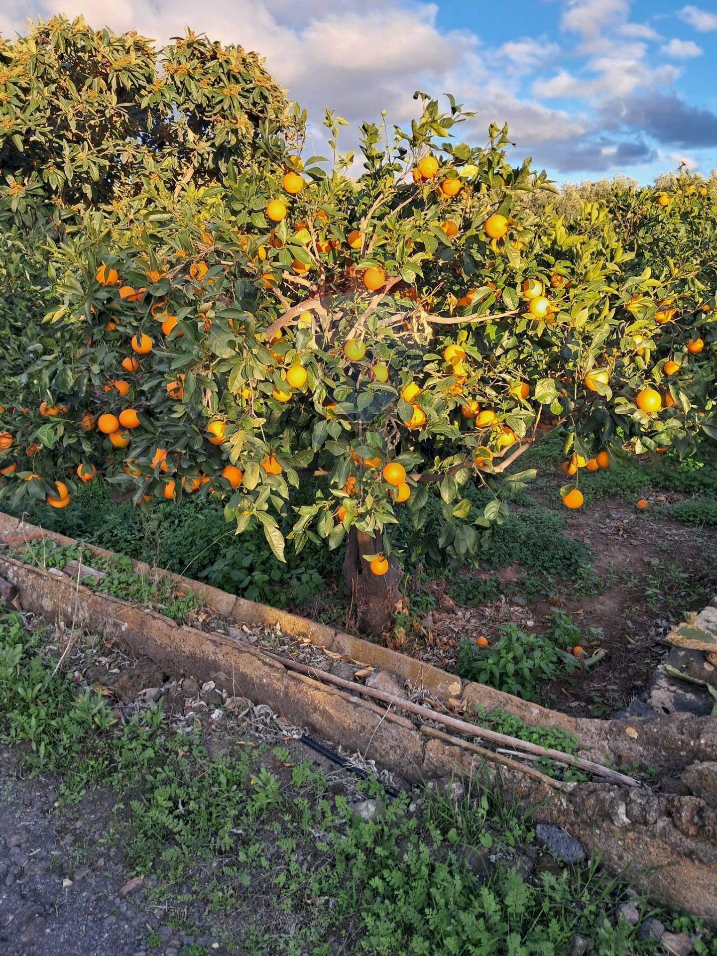 Giardino - Building land via giuseppe tomasi di lampedusa
 
S/N, Santa Maria di Licodia - photo 3