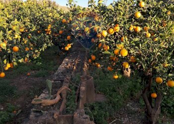 Giardino - Terreno edificabile via giuseppe tomasi di lampedusa
 
S/N, Santa Maria di Licodia - foto 4