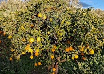 Giardino - Terreno edificabile via giuseppe tomasi di lampedusa
 
S/N, Santa Maria di Licodia - foto 5