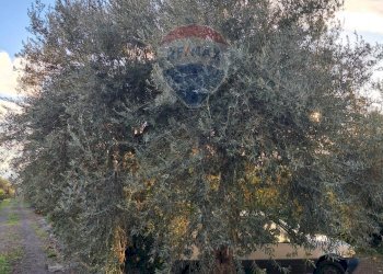 Giardino - Terreno edificabile via giuseppe tomasi di lampedusa
 
S/N, Santa Maria di Licodia - foto 6