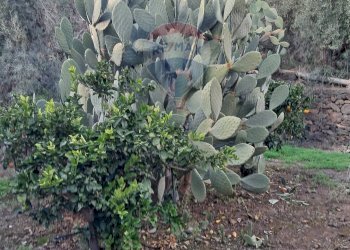 Giardino - Terreno edificabile via giuseppe tomasi di lampedusa
 
S/N, Santa Maria di Licodia - foto 7