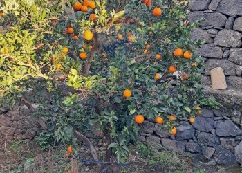 Giardino - Terreno edificabile via giuseppe tomasi di lampedusa
 
S/N, Santa Maria di Licodia - foto 8