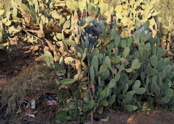 Vista delle montagne - Terreno edificabile via giuseppe tomasi di lampedusa
 
S/N, Santa Maria di Licodia - foto 9