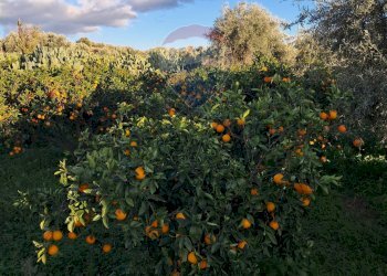 Giardino - Terreno edificabile via giuseppe tomasi di lampedusa
 
S/N, Santa Maria di Licodia - foto 15