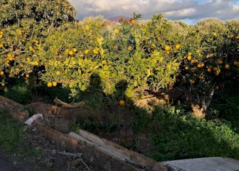 Giardino - Terreno edificabile via giuseppe tomasi di lampedusa
 
S/N, Santa Maria di Licodia - foto 20