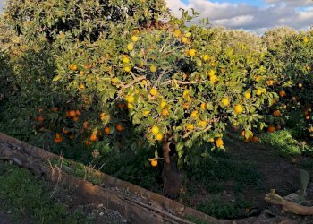Giardino - Terreno edificabile via giuseppe tomasi di lampedusa
 
S/N, Santa Maria di Licodia - foto 21