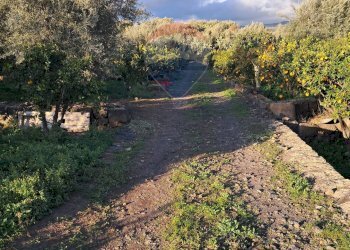 Giardino - Terreno edificabile via giuseppe tomasi di lampedusa
 
S/N, Santa Maria di Licodia - foto 22