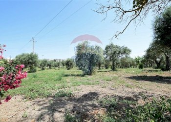 Giardino - Villa Sassari - foto 29