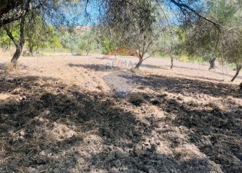 Giardino - Rustico Contrada Montesano Piano Pozzi - Vaccaria, Modica - foto 5