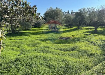 Giardino - Villa Traversa al numero 55 di via Bari, Bari - foto 7