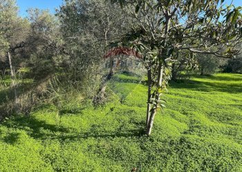 Giardino - Villa Traversa al numero 55 di via Bari, Bari - foto 8