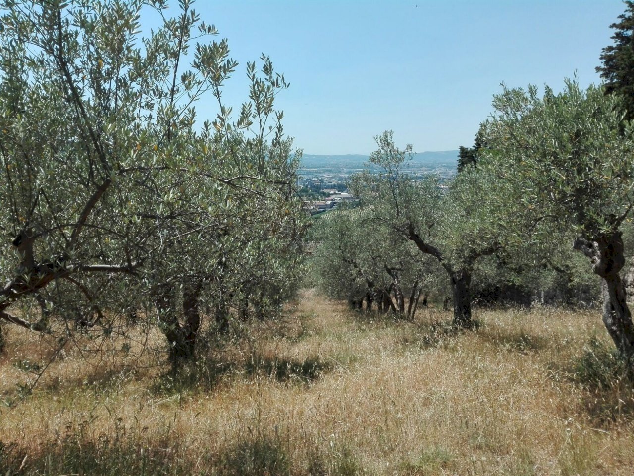 Foto 3 - Terreno agricolo Località Baroncoli, Calenzano - foto 3