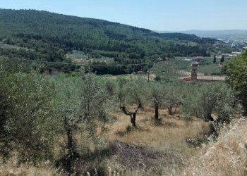 Foto 5 - Terreno agricolo Località Baroncoli, Calenzano - foto 5