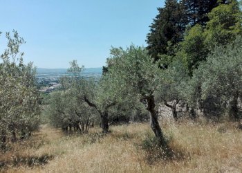 Foto 6 - Terreno agricolo Località Baroncoli, Calenzano - foto 6