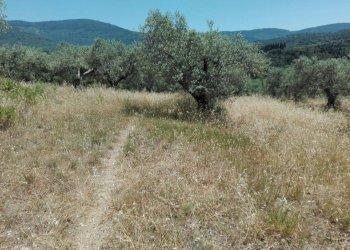 Foto 13 - Terreno agricolo Località Baroncoli, Calenzano - foto 13