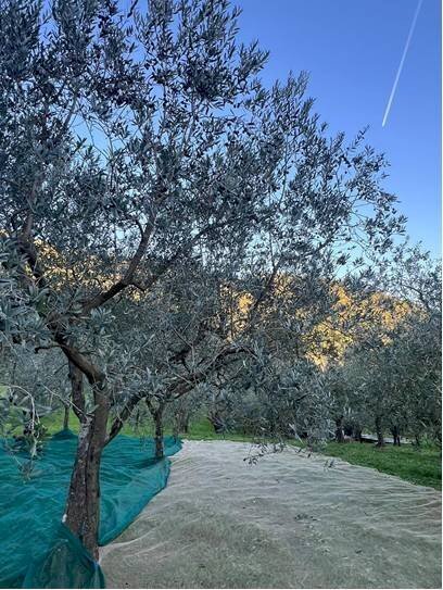 Foto 2 - Terreno agricolo Località Secciano, Calenzano - foto 2