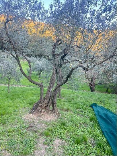 Foto 3 - Terreno agricolo Località Secciano, Calenzano - foto 3