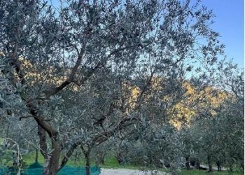 Foto 2 - Terreno agricolo Località Secciano, Calenzano - foto 2