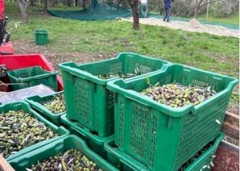 Foto 4 - Terreno agricolo Località Secciano, Calenzano - foto 4