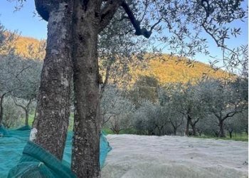 Foto 5 - Terreno agricolo Località Secciano, Calenzano - foto 5