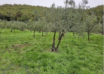 Foto 6 - Terreno agricolo Località Secciano, Calenzano - foto 6