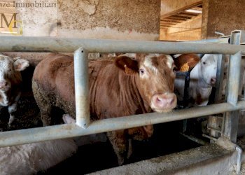 Foto 6 - Agricultural land Albaredo d'Adige - photo 6