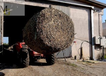 Foto 10 - Agricultural land Albaredo d'Adige - photo 10