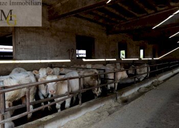 Foto 11 - Agricultural land Albaredo d'Adige - photo 11