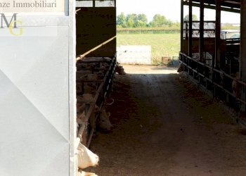 Foto 12 - Agricultural land Albaredo d'Adige - photo 12