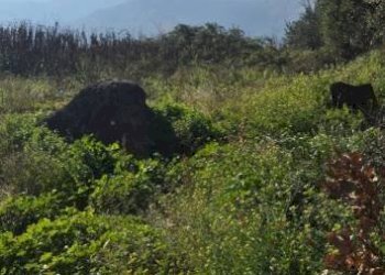Terreno agricolo via Emilio Coppola, Mercato San Severino - foto 1