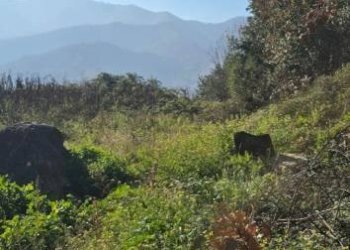 Terreno agricolo via Emilio Coppola, Mercato San Severino - foto 4
