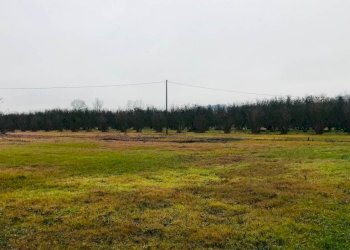 Terreno - Rustic strada Alessandria, Nizza Monferrato - photo 4