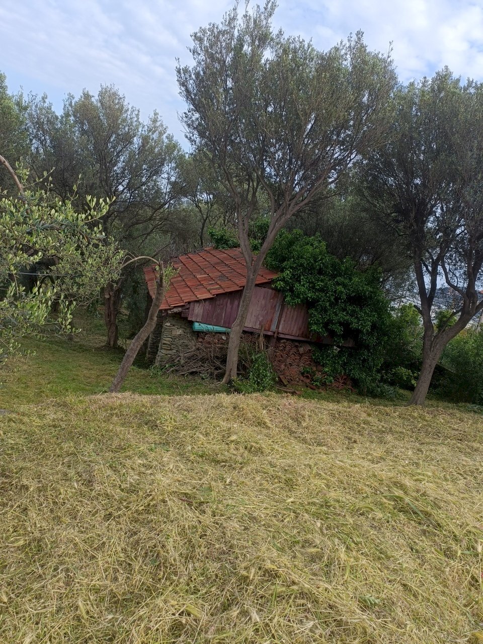 IMG20250510181505.jpg - Terreno edificabile Via Nuova Cantalupo snc, Varazze - foto 3