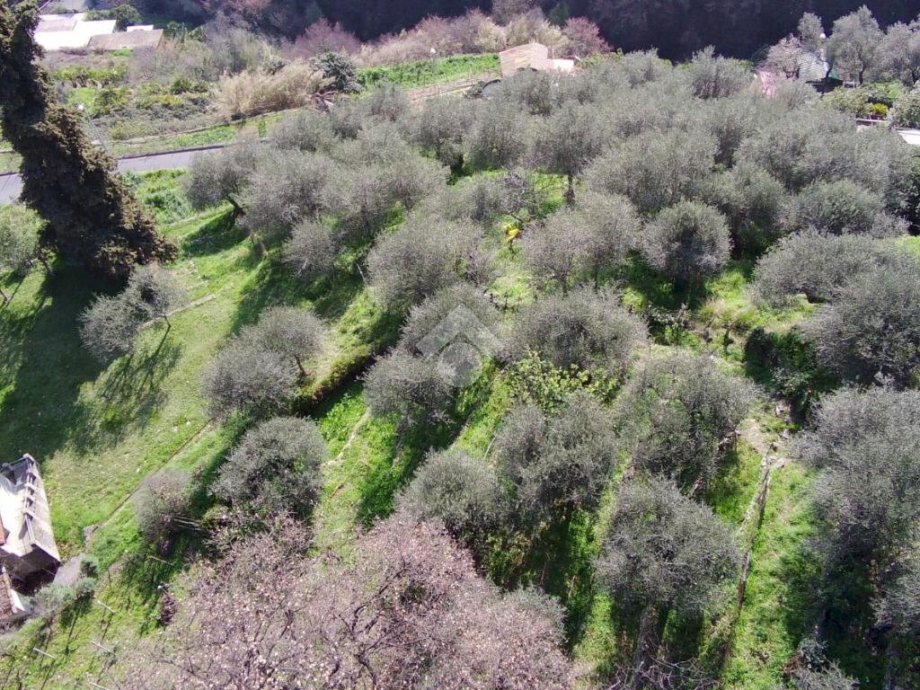 Agricultural land Str. Poggio Radino, Sanremo - photo 1