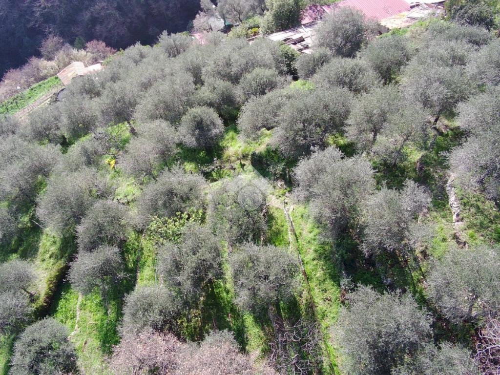 Agricultural land Str. Poggio Radino, Sanremo - photo 3