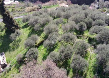 Agricultural land Str. Poggio Radino, Sanremo - photo 1