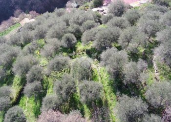 Agricultural land Str. Poggio Radino, Sanremo - photo 3
