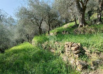 Agricultural land Str. Poggio Radino, Sanremo - photo 6