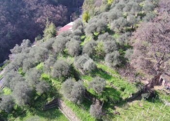Agricultural land Str. Poggio Radino, Sanremo - photo 8