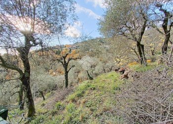 Agricultural land Str. Poggio Radino, Sanremo - photo 9