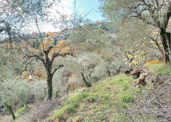 Agricultural land Str. Poggio Radino, Sanremo - photo 11