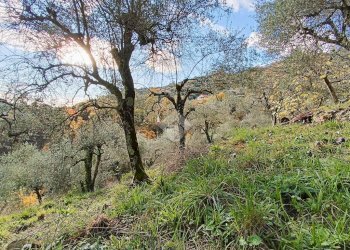 Agricultural land Str. Poggio Radino, Sanremo - photo 12