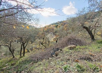 Agricultural land Str. Poggio Radino, Sanremo - photo 13