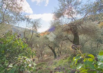 Agricultural land Str. Poggio Radino, Sanremo - photo 14