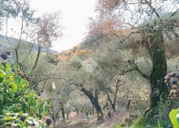 Agricultural land Str. Poggio Radino, Sanremo - photo 15