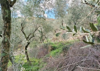 Agricultural land Str. Poggio Radino, Sanremo - photo 16