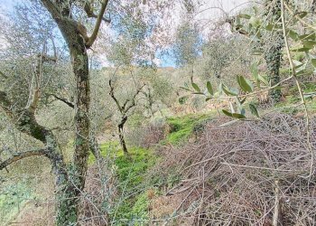 Agricultural land Str. Poggio Radino, Sanremo - photo 17