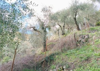 Agricultural land Str. Poggio Radino, Sanremo - photo 18