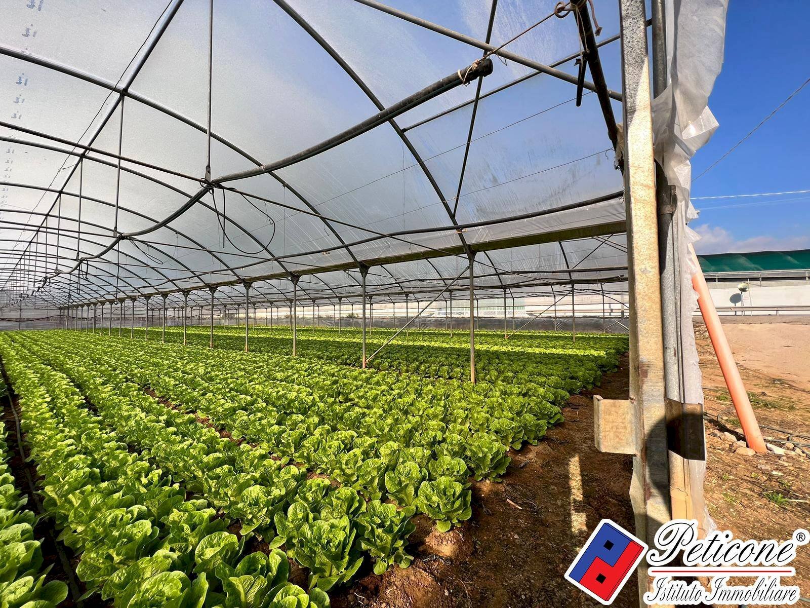 Foto 3 - Terreno agricolo VIA ANNA MASCHIETTO, Fondi - foto 3