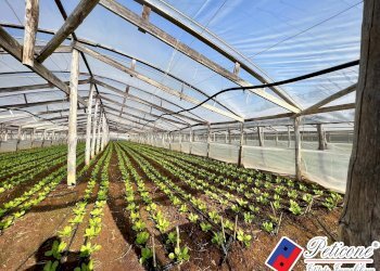 Foto 5 - Agricultural land VIA ANNA MASCHIETTO, Fondi - photo 5